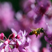 Buzzing Around the Redbud_116:365 by gaylewood