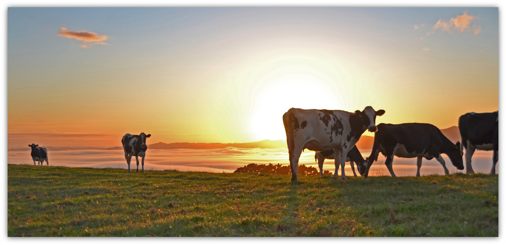 Sunrise cows.. by julzmaioro