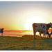 Sunrise cows.. by julzmaioro