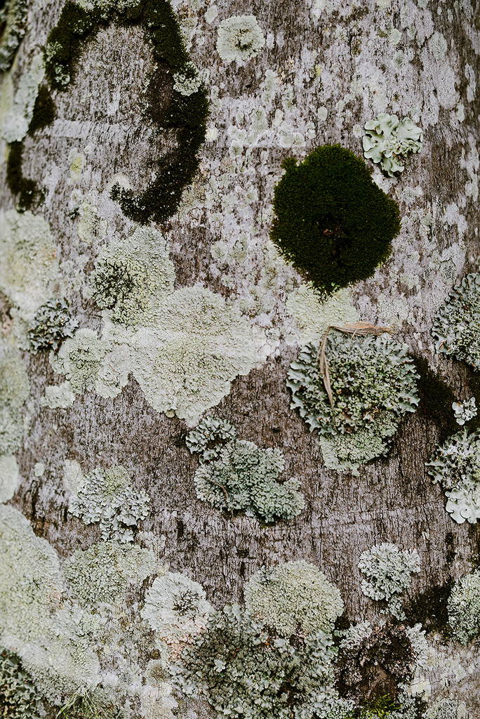 Patterns of moss and lichen by jeneurell
