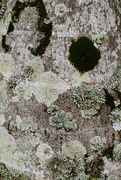 4th Mar 2016 - Patterns of moss and lichen