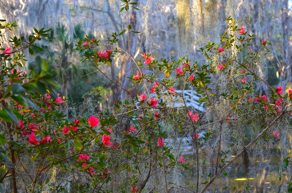 Azaleas and bridge, Magnolia Gardens, Charleston, SC by congaree