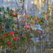 Azaleas and bridge, Magnolia Gardens, Charleston, SC by congaree