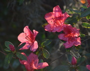 5th Mar 2016 - Azaleas, Magnolia Gardens, Charleston, SC