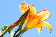 5th Mar 2016 - Golden Day Lily _DSC4840