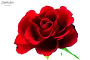 5th Mar 2016 - Red rose