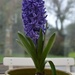 hyacinth by parisouailleurs