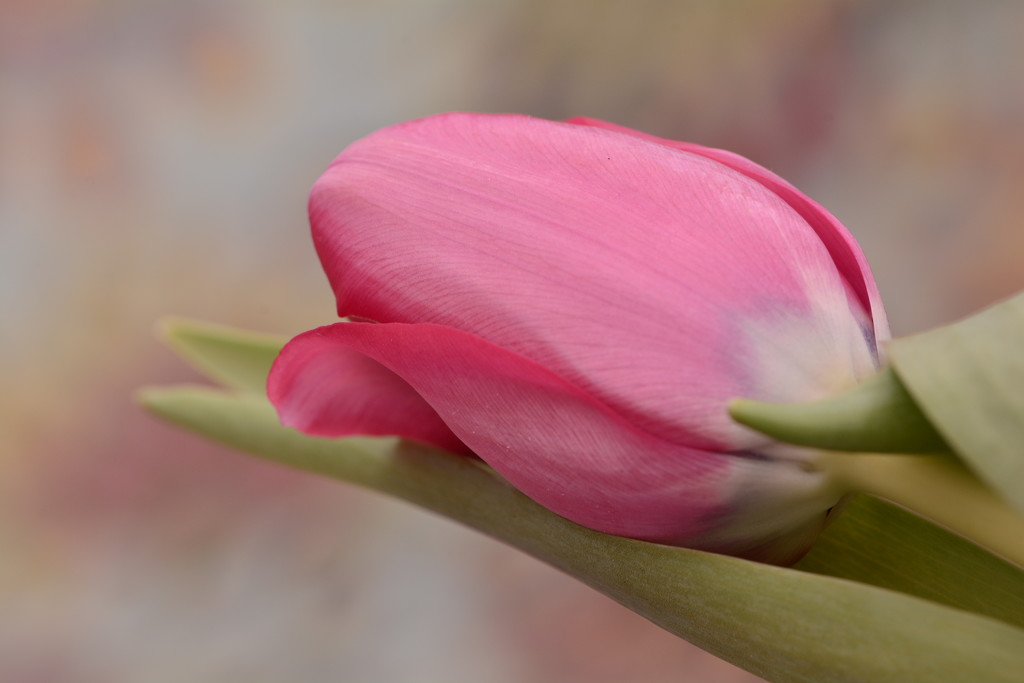 Tulip and leaves by ziggy77