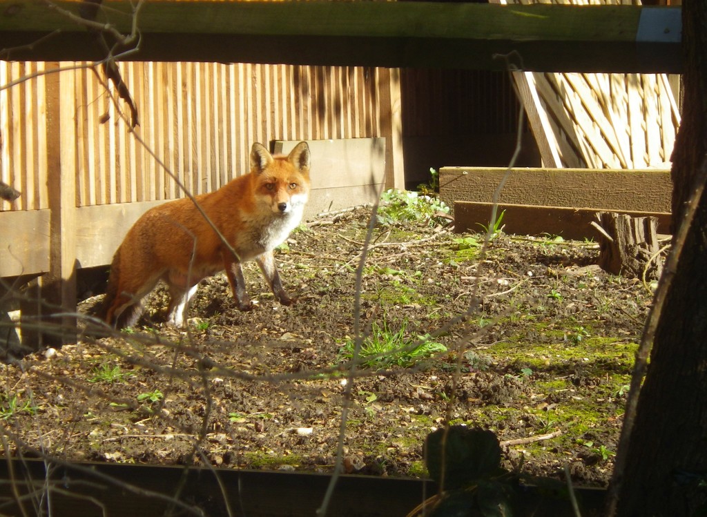 Fantastic Mr Fox by bulldog