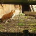 Fantastic Mr Fox by bulldog