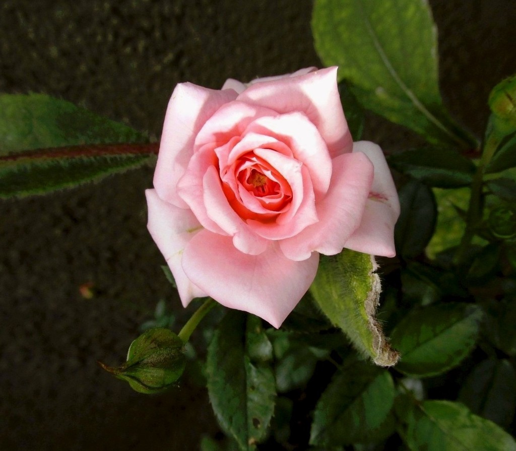 Malena ruža by vesna0210