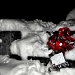 Flowers in the Snow by andycoleborn