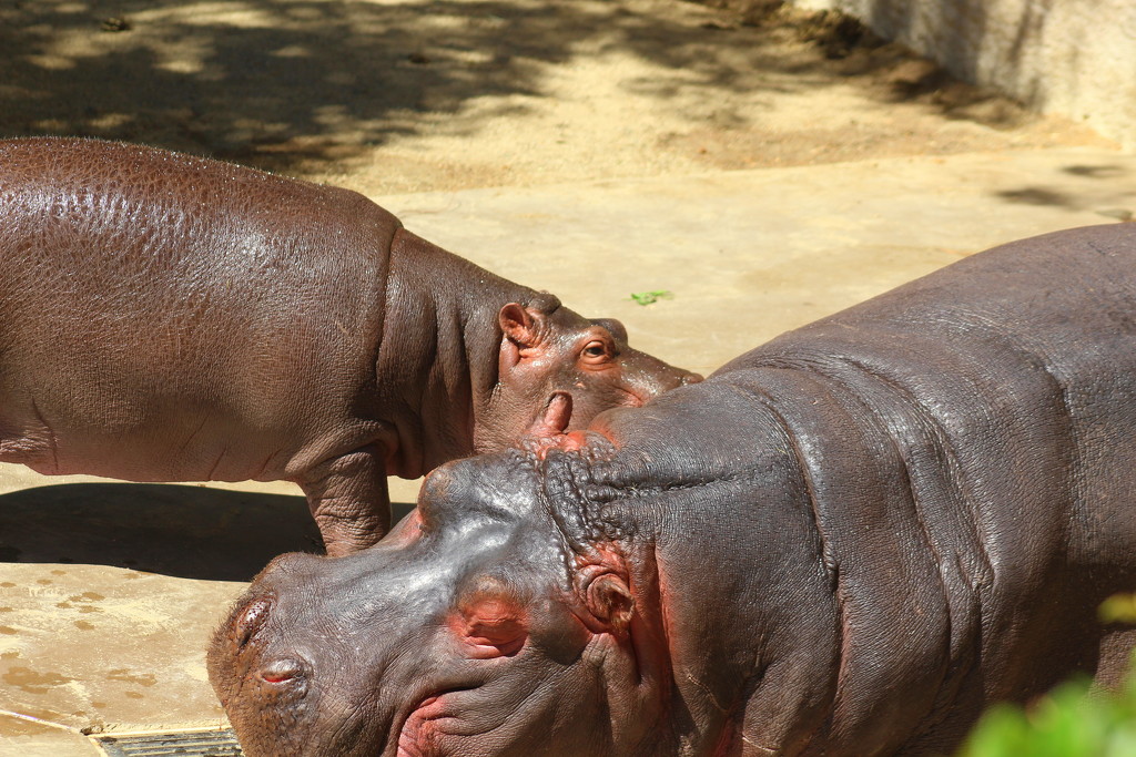 Hippos by kerristephens