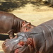 Hippos by kerristephens