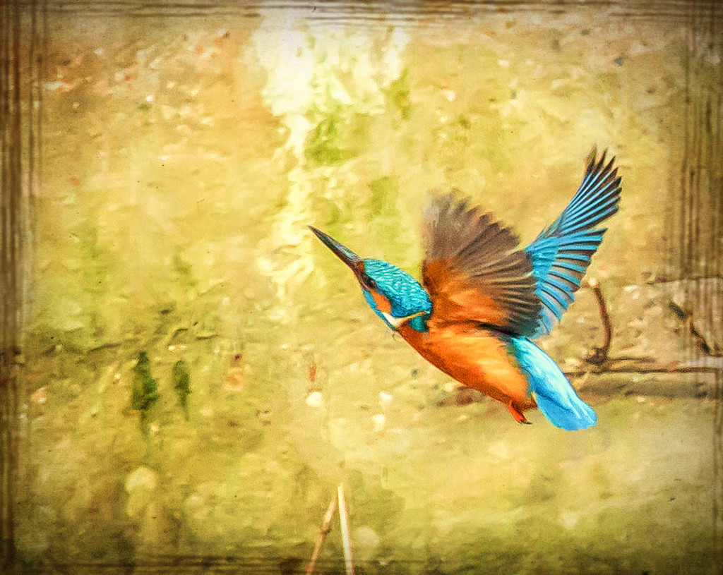 2016 03 05 Kingfisher Flying by pamknowler