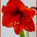 Amaryllis by pcoulson