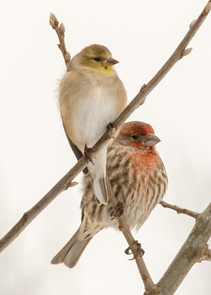 Michigan Winter Finches  by dridsdale