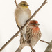 Michigan Winter Finches  by dridsdale