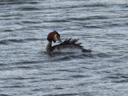 5th Mar 2016 - Great Crested Grebe