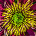 Chrysanthemum  macro by rjb71