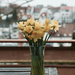 Urban Spring by vera365