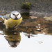 Eurasian Blue Tit & it's reflection by leonbuys83