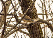 5th Mar 2016 - Mourning Dove Behind Branches