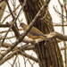 Mourning Dove Behind Branches by rminer
