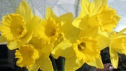 29th Jan 2016 - A vase of daffodils.