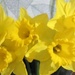 A vase of daffodils. by grace55