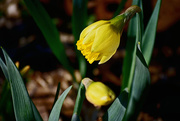 5th Mar 2016 - Spring Daffodils