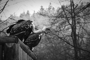 5th Mar 2016 - Vultures 