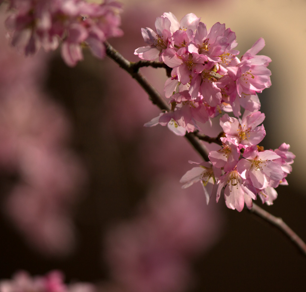 Spring is in Pink by nanderson