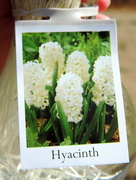 6th Feb 2016 - Hydroponic Hyacinth