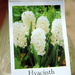 Hydroponic Hyacinth by homeschoolmom