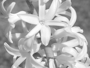 5th Feb 2016 - White Hyacinth