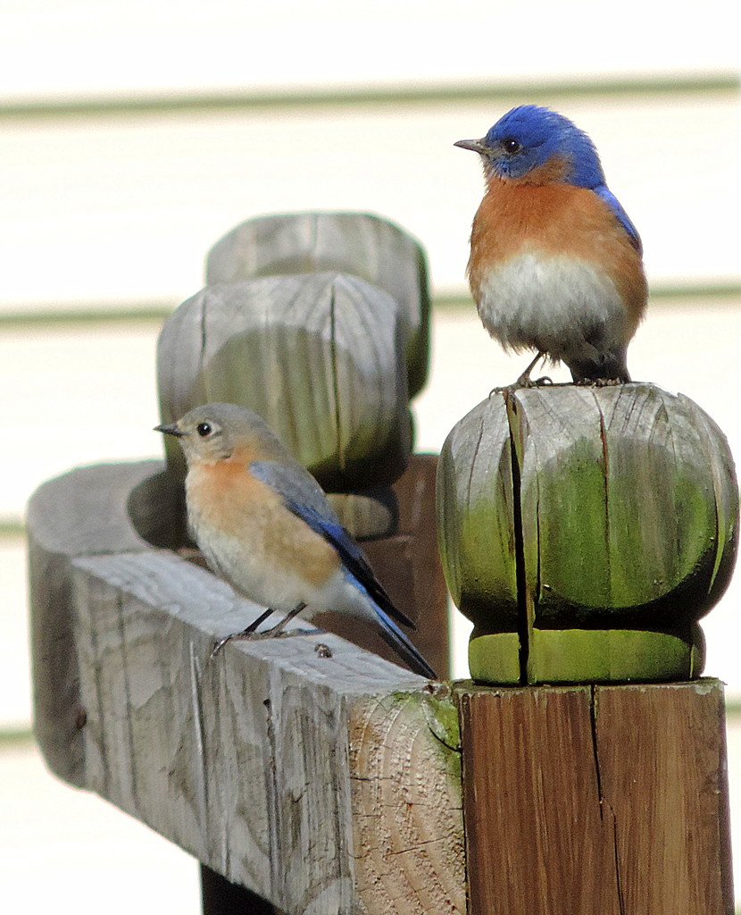 Mr. and Mrs. Bluebird stop by for a visit by homeschoolmom