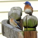Mr. and Mrs. Bluebird stop by for a visit by homeschoolmom