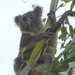 ahoy there by koalagardens