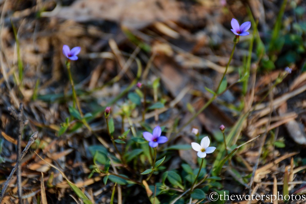 Tiny flowers...really tiny! by thewatersphotos