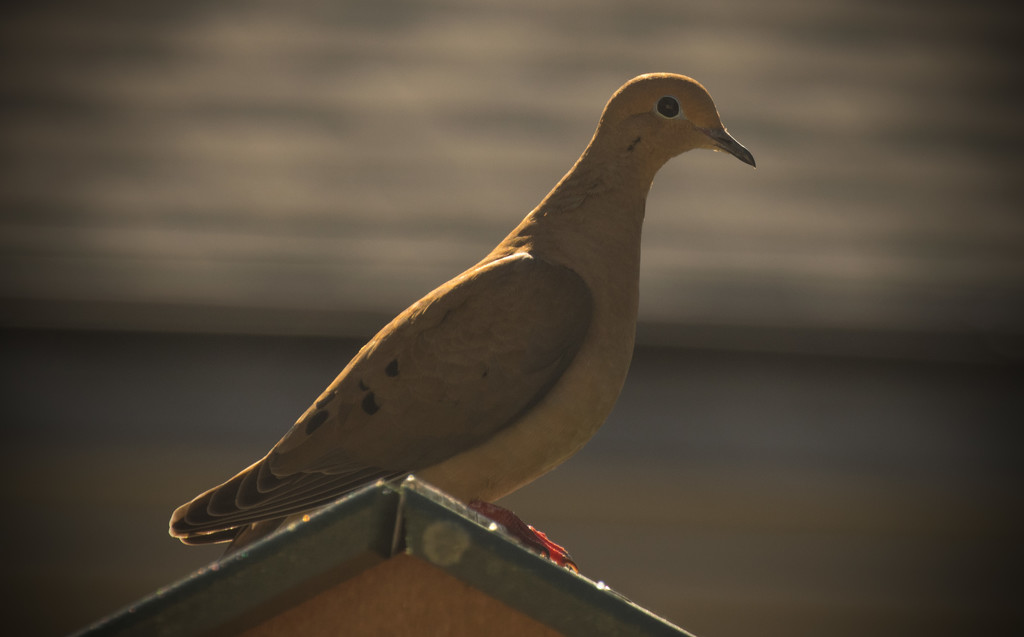 Dove on the Roof! by rickster549