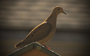 5th Mar 2016 - Dove on the Roof!
