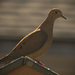 Dove on the Roof! by rickster549