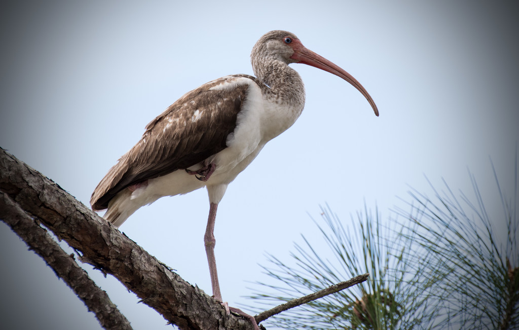 Ibis, doing Yoga in the Tree! by rickster549