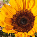 Sunflower_117:365 by gaylewood