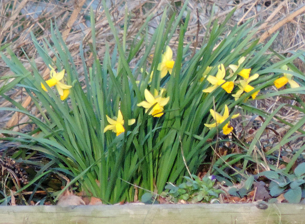 Splashes of yellow! by homeschoolmom