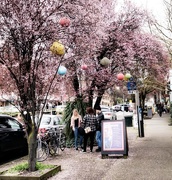 5th Mar 2016 - March in Fremont with cherry blossoms