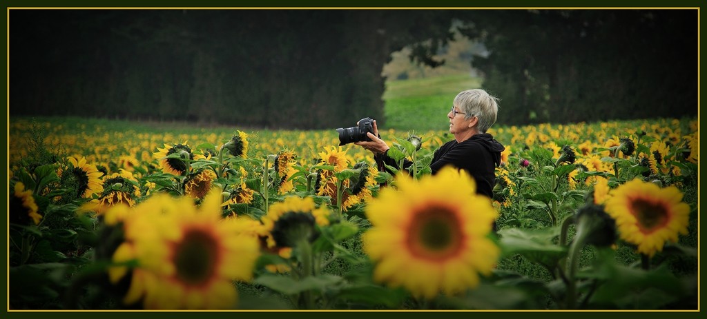 Sunflower photographer….. by dide
