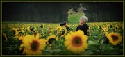 6th Mar 2016 - Sunflower photographer…..