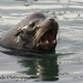 Hungry sea lion by kathyo